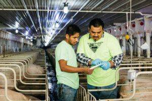 Two Hispanic adult men in neon yellow JWV Pork t-shirts standing in between pig gates while both looking at a piece of paper together