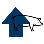 Navy blue arrow pointing up with a side profile of a black outlined pig